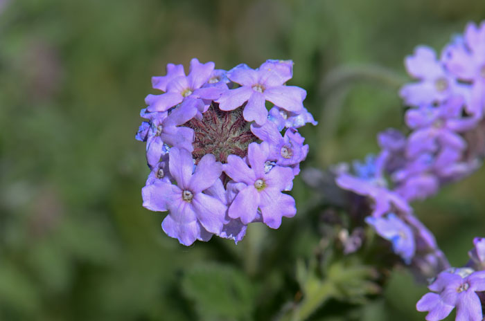 Southwestern Mock Vervain has showy flowers in purple, pink, bluish, stems and leaves hairy. Glandularia gooddingii 